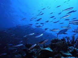 fish