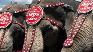 circus