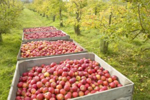 Apples