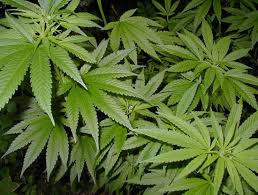 Marijuana