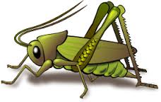 Cricket